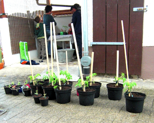 Alles eingetopft - jetzt muss es nur noch wachsen